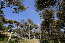 Stunted pine trees on sand dunes, Formby, Merseyside, UK