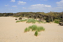 Mobile dunes with stunted pine forest and marram grass, Formby, Merseyside, UK