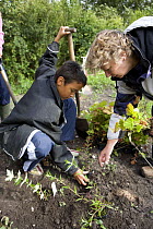 Teacher helping a school boy to plant a shrub, UK