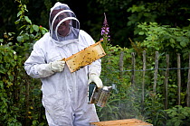 Beekeeper in full protective clothing with a comb of honey from a beehive and a smoker, UK