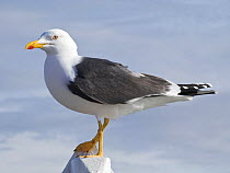 Lesser Black backed gull {Larus fuscus} perched, UK