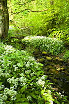 Small woodland stream with Ramsons / Wild garlic(Allium ursinum) in bloom, Lancashire, UK