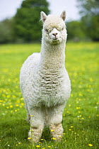 White domestic Alpaca {Lama pacos}, bred in the UK for its soft wool, UK