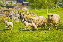 Wensleydale sheep and lambs running for food, UK