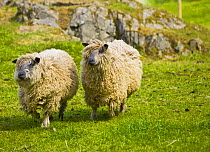Wensleydale sheep, UK