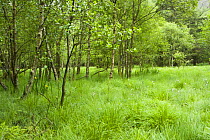 Bog woodlands, White Moss, Cumbria, UK