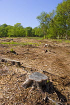 Heysham Moss nature reserve after woodland clearance, Lancashire, UK