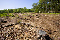 Heysham Moss nature reserve after woodland clearance, Lancashire, UK