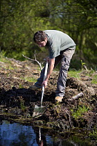 Conservation volunteer damming up an acid pool on a raised bog in woodland, Heysham Moss reserve, Lancashire, UK