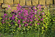 Wildflowers growing alongside a country lane, Anglezarke, Lancashire, UK