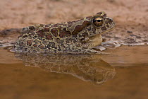 Mauritanian toad (Bufo mauretanicus) female in temporary desert river (Oued). Southern Morocco. NW Africa
