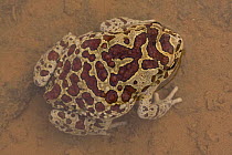 Mauritanian toad (Bufo mauritanicus) male in temporary desert river (Oued). Southern Morocco.