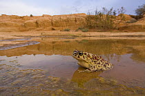 Mauritanian toad (Bufo mauritanicus) male in temporary desert river (Oued). Southern Morocco. NW Africa