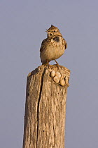 Crested lark (Galerida cristata riggenbachi) singing on wooden pole. North African race. Southern Morocco