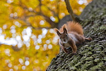 Red squirrel (Sciurus vulgaris) looking down from Oak tree (Quercus robur) in autumn, Berlin, Germany