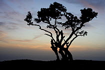Argan tree (Argania spinosa) silhouette at dusk. Endemic plant of Morocco. NW Africa