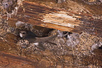 House / Little swift (Apus affinis) on nest attached to wooden ceiling in Old town of Marrakech, Morocco, NW Africa