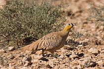 Crowned sandgrouse (Pterocles coronatus) adult male. Central Morocco. NW Africa
