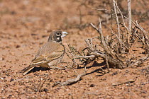 Thick-billed lark (Ramphocoris clotbey) adult male in spring plumage. Rare breeder in mountain steppes and dry habitats of Southern Morocco. NW Africa