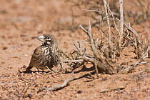 Thick-billed lark (Ramphocoris clotbey) adult male in spring plumage. Rare breeder in mountain steppes and dry habitats of Southern Morocco. NW Africa