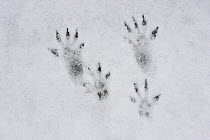 Tracks of Red squirrel (Sciurus vulgaris) in the snow, N Slovakia