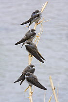 Sand martins (Riparia riparia) perched on reed over water during spring migration, Central Morocco, NW Africa