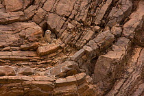 Savigny's / Sahara Eagle owl (Bubo ascalaphus) female and chick at nest site in cliff face, Moroccan Sahara, NW Africa