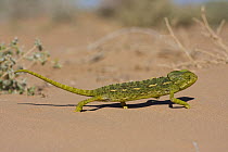 Common European Chameleon (Chamaeleo chamaeleon) walking on sand, Northern Morocco, NW Africa