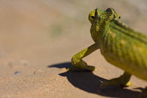 Common European Chameleon (Chamaeleo chamaeleon) with eyes turned back to look behind, Northern Morocco, NW Africa