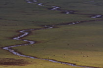 Flock of Ruddy shelduck (Tadorna ferruginea) feeding on mountain plain, Atlas Mountains, Morocco, NW AFrica