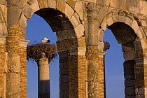 White stork (Ciconia ciconia) nest on ruins of the ancient Roman city of Volubilis, near Fs, Northern Morocco, NW Africa