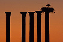 White stork (Ciconia ciconia) nest on ruins of the ancient Roman city of Volubilis, near Fès, at sunset, Northern Morocco, NW Africa