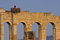 White stork (Ciconia ciconia) nest on ruins of the ancient Roman city of Volubilis, near Fès, Northern Morocco, NW Africa