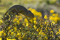 Common European Chameleon (Chamaeleo chamaeleon) on thorny shrub (Genista sp) Northern Morocco, NW Africa
