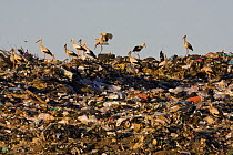 White storks (Ciconia ciconia) feeding on rubbish on open dump site, Northern Morocco, NW Africa