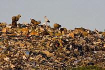White storks (Ciconia ciconia), Cattle egrets (Bubulcus ibis) and domestic sheep and goats feeding on rubbish on open dump site, Northern Morocco, NW Africa