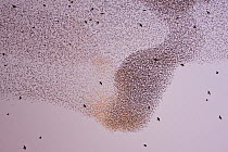 Starling (Sturnus vulgaris) flock flying to their roost at sunset, Rome, Italy.