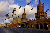Black-headed gulls (Larus melanocephalus) flying above the Oberbaumbrücke in Berlin. The bridge connects the formerly divided East and West Berlin and represents a symbol of the German history. Berli...