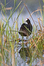 Red-knobbed coot (Fulica cristata) adult among reeds, Northern Morocco, NW Africa