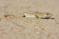 Red-tailed Spiny-footed lizard (Acanthodactylus erythrurus) basking on sand, west coast of Northern Morocco, NW Africa