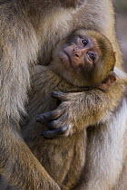 Barbary Macaque (Macaca sylvanus) young in adult arms, Cedar forests of the Atlas mountains, Morocco, NW Africa, Endangered