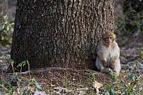Young Barbary Macaque (Macaca sylvanus) sitting at base of trunk in the Cedar (Cedrus atlantica) forests of the Atlas mountains, Morocco, NW Africa