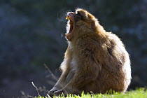 Barbary Macaque (Macaca sylvanus) adult male yawning, backlit, Cedar forests of the Atlas mountains, Morocco, NW Africa, endangered