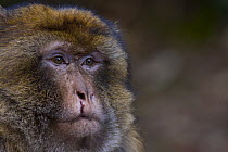 Barbary Macaque (Macaca sylvanus) portrait of injured adult male. Cedar forests of the Atlas mountains, Morocco, NW Africa, endangered
