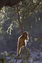 Young Barbary Macaque (Macaca sylvanus) in Cedar (Cedrus atlantica) tree, backlit, Endangered species. Atlas mountains, Morocco, NW Africa