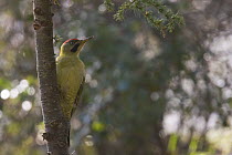 Levaillant's woodpecker (Picus vaillantii) adult male in the Cedar (Cedrus atlantica) forest of the Atlas mountain, Morocco, NW Africa, Endemic