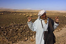 Berber shepherd with his flock of sheep on a mountain plain in the High Atlas mountains, Morocco, NW Africa