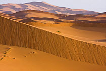High dunes in the Sahara desert, Erg Chebbi, Southern Morocco, NW Africa