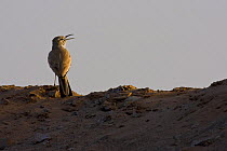 Hoopoe lark (Alaemon alaudipes) singing, Sahara desert, Morocco, NW Africa