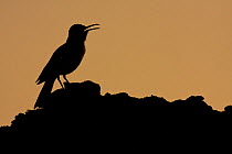 Silhouette of Hoopoe lark (Alaemon alaudipes) singing, Sahara desert, Morocco, NW Africa
